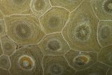 Polished Fossil Coral (Actinocyathus) - Morocco #136292-1